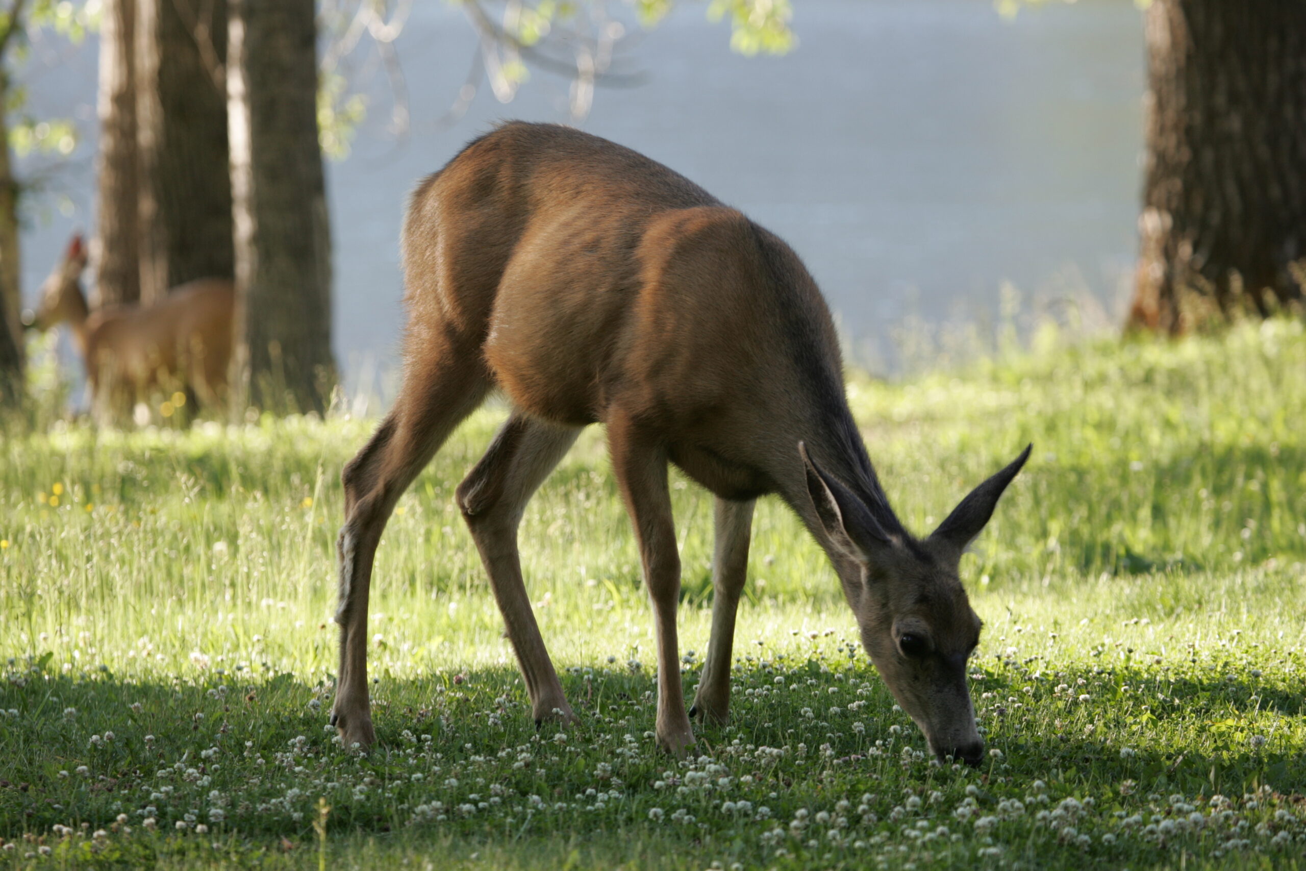 Wildlife